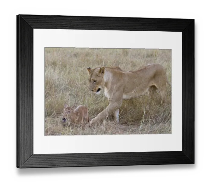 Framed Print : Masai Lion (Panthera leo nubica) adult female, with Topi (Damaliscus lunatus) calf prey, Masai Mara, Kenya, August Framed Print : Masai Lion (Panthera leo nubica) adult female, with Topi (Damaliscus lunatus) calf prey, Masai Mara, Kenya, August