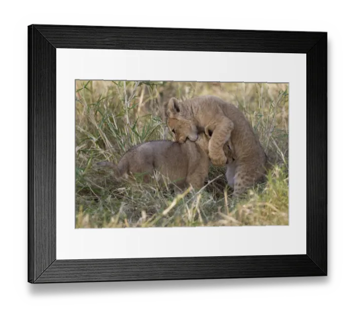 Framed Print : Masai Lion (Panthera leo nubica) two cubs, playfighting, Masai Mara, Kenya, August Framed Print : Masai Lion (Panthera leo nubica) two cubs, playfighting, Masai Mara, Kenya, August