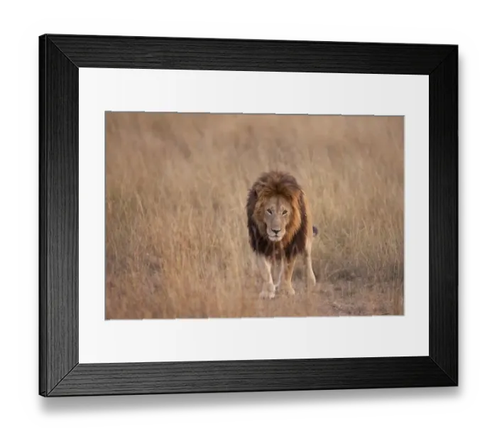 Framed Print : Masai Lion (Panthera leo nubica) adult male, walking in savannah at dusk, Masai Mara, Kenya, August