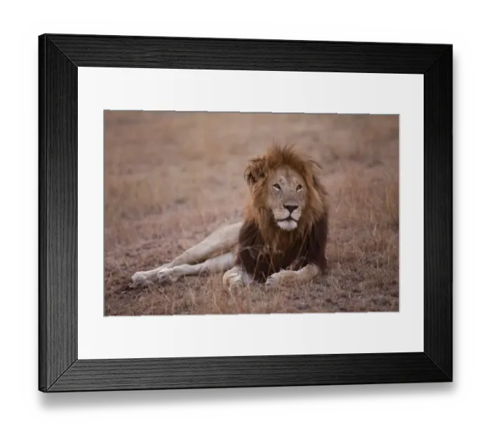 Framed Print : Masai Lion (Panthera leo nubica) adult male, resting in savannah at dusk, Masai Mara, Kenya, August