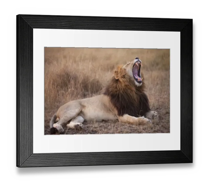 Framed Print : Masai Lion (Panthera leo nubica) adult male, yawning, resting in savannah at dusk, Masai Mara, Kenya, August Framed Print : Masai Lion (Panthera leo nubica) adult male, yawning, resting in savannah at dusk, Masai Mara, Kenya, August