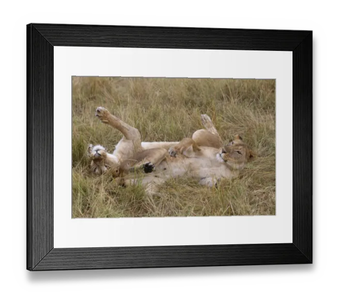 Framed Print : Masai Lion (Panthera leo nubica) two adult females, resting together in grass, Masai Mara, Kenya, August Framed Print : Masai Lion (Panthera leo nubica) two adult females, resting together in grass, Masai Mara, Kenya, August