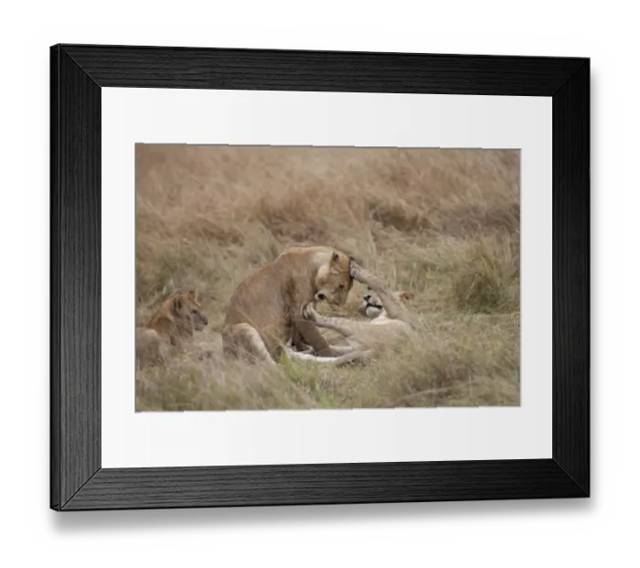 Framed Print : Masai Lion (Panthera leo nubica) immature males, playfighting, Masai Mara, Kenya, August Framed Print : Masai Lion (Panthera leo nubica) immature males, playfighting, Masai Mara, Kenya, August