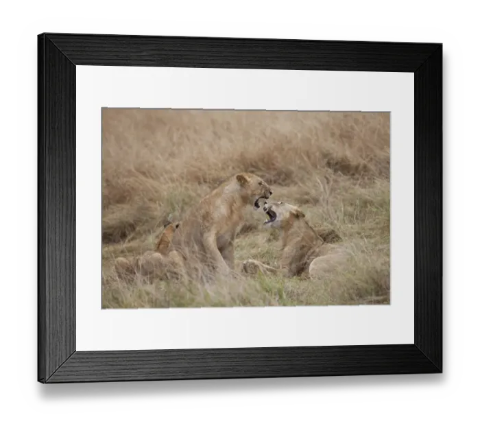 Framed Print : Masai Lion (Panthera leo nubica) immature males, playfighting, Masai Mara, Kenya, August Framed Print : Masai Lion (Panthera leo nubica) immature males, playfighting, Masai Mara, Kenya, August