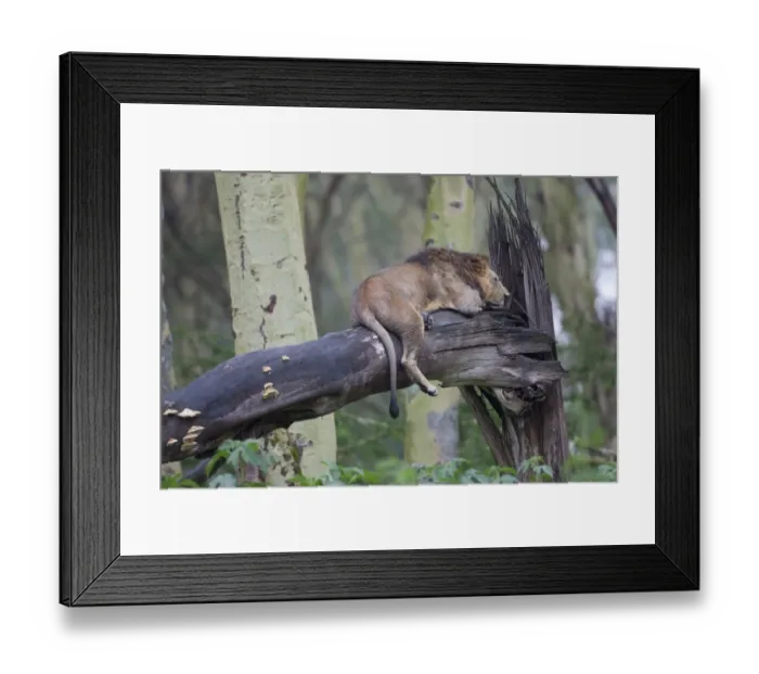 Framed Print : Masai Lion (Panthera leo nubica) adult male, sleeping on fallen tree trunk, Lake Nakuru N. P Framed Print : Masai Lion (Panthera leo nubica) adult male, sleeping on fallen tree trunk, Lake Nakuru N. P