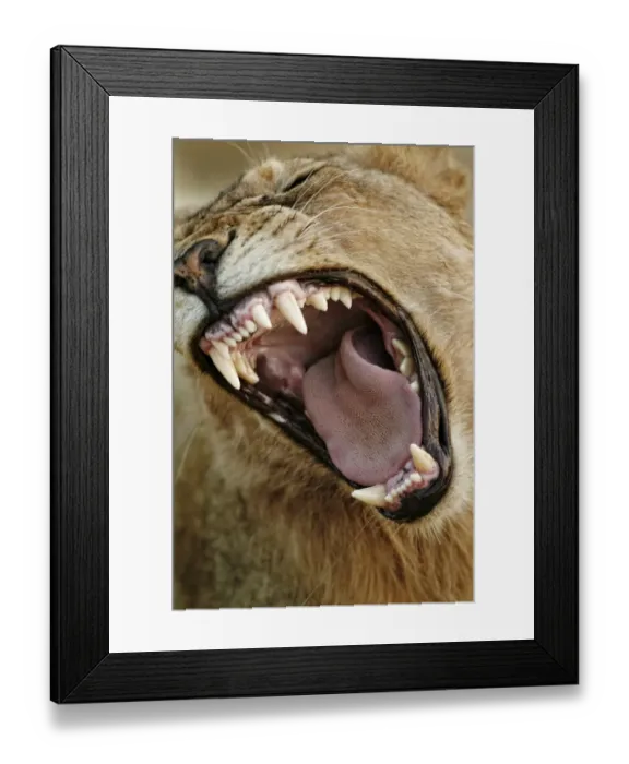 Framed Print : Transvaal Lion (Panthera leo krugeri) immature male, close-up of head, yawning, Timbavati Game Reserve Framed Print : Transvaal Lion (Panthera leo krugeri) immature male, close-up of head, yawning, Timbavati Game Reserve