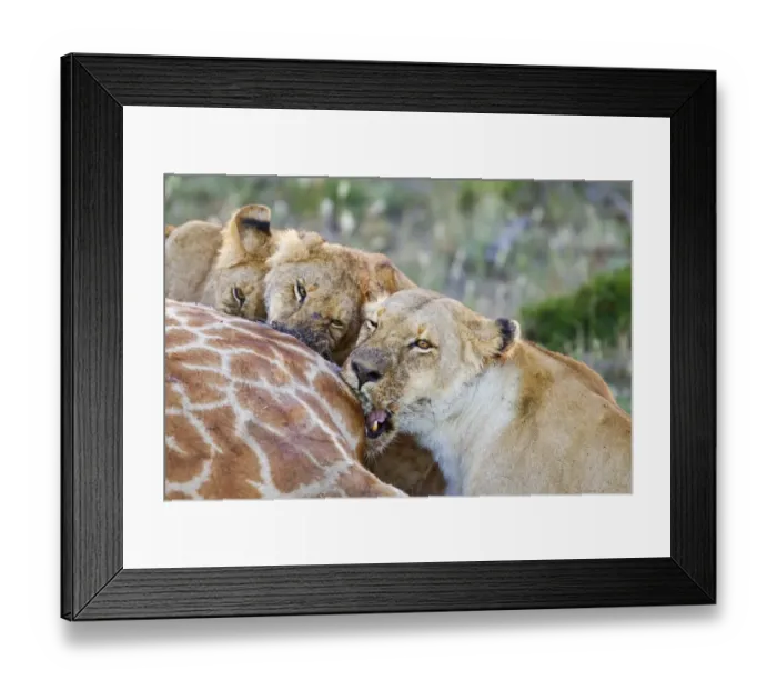 Framed Print : Masai Lion (Panthera leo nubica) adult female and juveniles, close-up of heads, feeding at giraffe carcass, Kenya Framed Print : Masai Lion (Panthera leo nubica) adult female and juveniles, close-up of heads, feeding at giraffe carcass, Kenya
