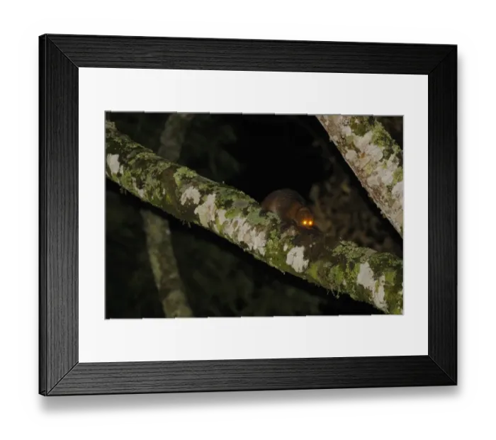 Framed Print : Potto (Perodicticus potto) adult, climbing on branch at night (one of few exhisting photographs in wild) Framed Print : Potto (Perodicticus potto) adult, climbing on branch at night (one of few exhisting photographs in wild)