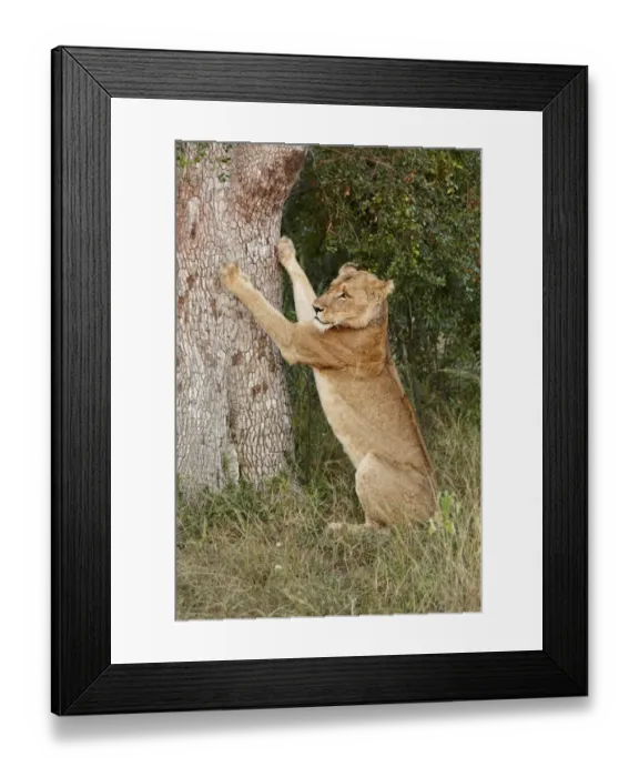 Framed Print : Transvaal Lion (Panthera leo krugeri) adult female, sharpening claws on tree trunk, Timbavati Game Reserve