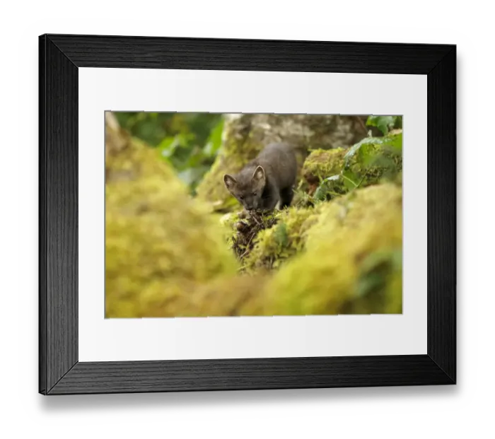 Framed Print : American Marten (Martes americana) adult, standing amongst logs in temperate coastal rainforest, Great Bear Rainforest Framed Print : American Marten (Martes americana) adult, standing amongst logs in temperate coastal rainforest, Great Bear Rainforest