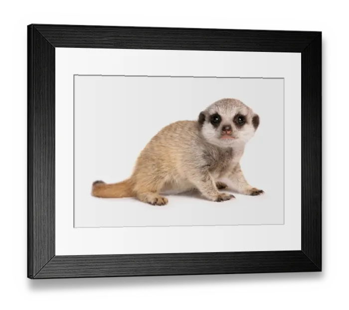 Framed Print : Meerkat (Suricata suricatta) juvenile, sitting Framed Print : Meerkat (Suricata suricatta) juvenile, sitting