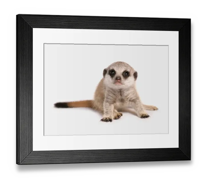 Framed Print : Meerkat (Suricata suricatta) juvenile, sitting Framed Print : Meerkat (Suricata suricatta) juvenile, sitting