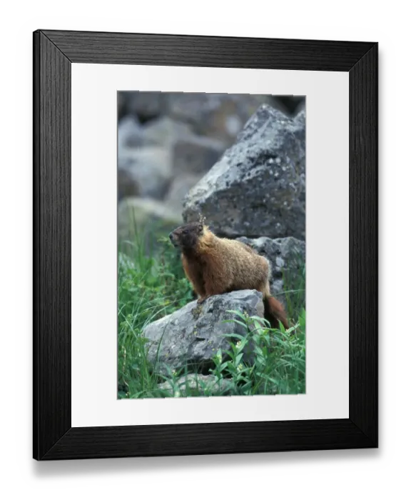 Framed Print : Yellow-bellied Marmot (Marmota flaviventris) Yellowstone National Park, USA Framed Print : Yellow-bellied Marmot (Marmota flaviventris) Yellowstone National Park, USA
