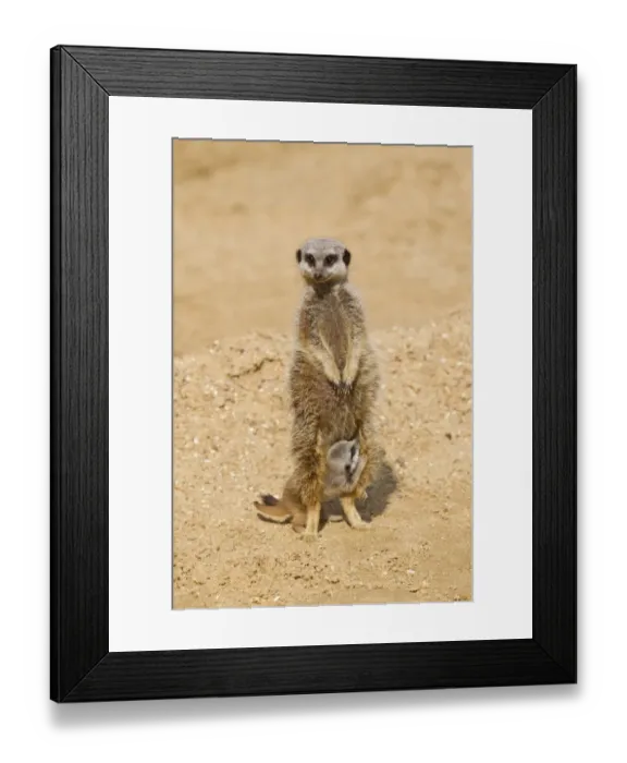 Framed Print : Meerkat (Suricata suricatta) adult female and baby, standing on sand (captive)
