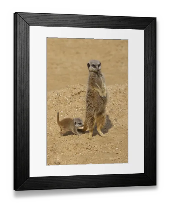 Framed Print : Meerkat (Suricata suricatta) adult female and baby, standing on sand (captive) Framed Print : Meerkat (Suricata suricatta) adult female and baby, standing on sand (captive)