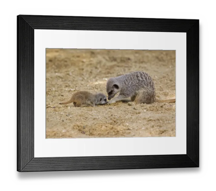 Framed Print : Meerkat (Suricata suricatta) adult female and baby, foraging for food on sand (captive) Framed Print : Meerkat (Suricata suricatta) adult female and baby, foraging for food on sand (captive)