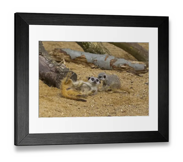 Framed Print : Meerkat (Suricata suricatta) adult and baby, playfighting on sand (captive) Framed Print : Meerkat (Suricata suricatta) adult and baby, playfighting on sand (captive)