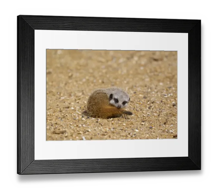 Framed Print : Meerkat (Suricata suricatta) baby, resting on sand (captive) Framed Print : Meerkat (Suricata suricatta) baby, resting on sand (captive)