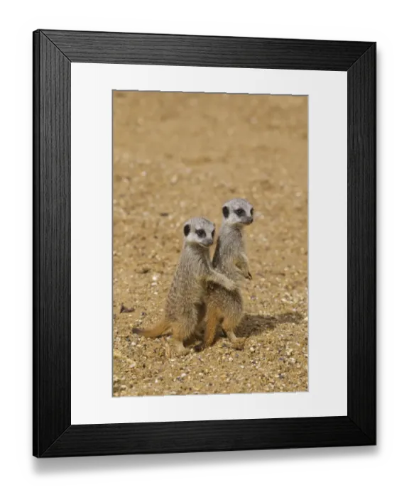 Framed Print : Meerkat (Suricata suricatta) two babies, standing on hind legs on sand (captive)