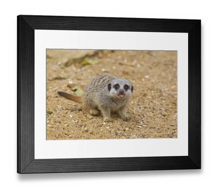 Framed Print : Meerkat (Suricata suricatta) baby, with tongue out, standing on sand (captive) Framed Print : Meerkat (Suricata suricatta) baby, with tongue out, standing on sand (captive)