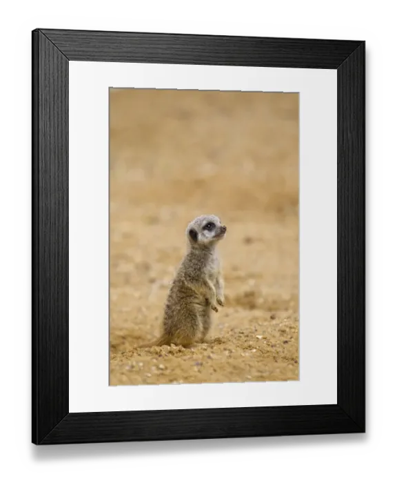 Framed Print : Meerkat (Suricata suricatta) baby, sitting upright on sand (captive) Framed Print : Meerkat (Suricata suricatta) baby, sitting upright on sand (captive)