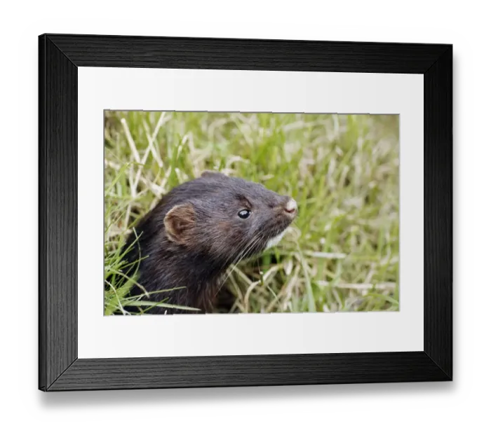 Framed Print : American Mink (Mustela vison) introduced species, adult, close-up of head, England, July (captive) Framed Print : American Mink (Mustela vison) introduced species, adult, close-up of head, England, July (captive)