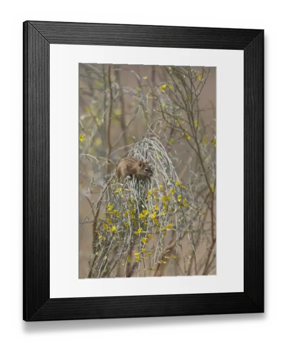 Framed Print : Four-striped Grass Mouse (Rhabdomys pumilio) adult, feeding on flowers, Kgalagadi Transfrontier Park Framed Print : Four-striped Grass Mouse (Rhabdomys pumilio) adult, feeding on flowers, Kgalagadi Transfrontier Park