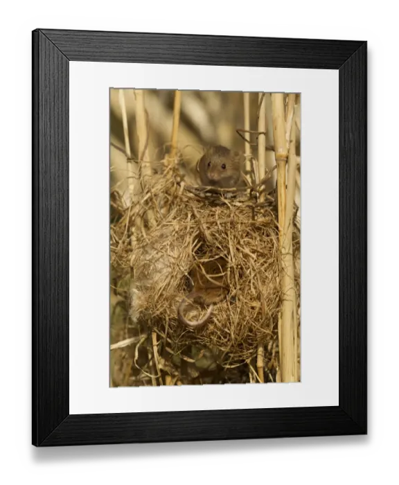 Framed Print : Harvest Mouse (Micromys minutus) two adults, at breeding nest in reeds, England, April (controlled)