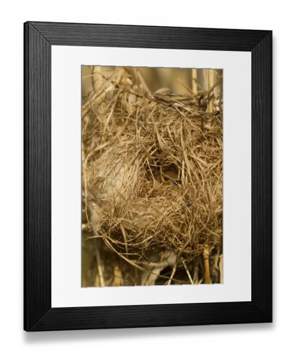 Framed Print : Harvest Mouse (Micromys minutus) adult, at breeding nest in reeds, England, April (controlled) Framed Print : Harvest Mouse (Micromys minutus) adult, at breeding nest in reeds, England, April (controlled)