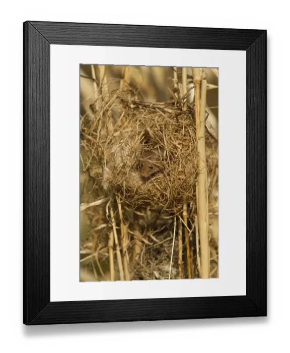 Framed Print : Harvest Mouse (Micromys minutus) adult, at breeding nest in reeds, England, April (controlled) Framed Print : Harvest Mouse (Micromys minutus) adult, at breeding nest in reeds, England, April (controlled)