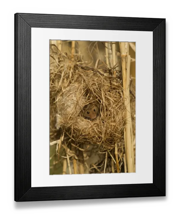 Framed Print : Harvest Mouse (Micromys minutus) adult, at breeding nest in reeds, England, April (controlled) Framed Print : Harvest Mouse (Micromys minutus) adult, at breeding nest in reeds, England, April (controlled)