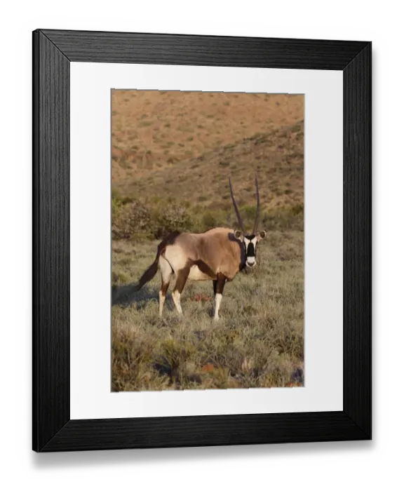 Framed Print : Gemsbok (Oryx gazella) adult, standing in grassland, Karoo N. P. Western Cape, South Africa, October Framed Print : Gemsbok (Oryx gazella) adult, standing in grassland, Karoo N. P. Western Cape, South Africa, October