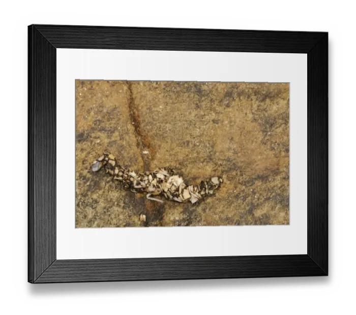 Framed Print : European Otter (Lutra lutra) spraint, droppings on rock, Spain, june Framed Print : European Otter (Lutra lutra) spraint, droppings on rock, Spain, june