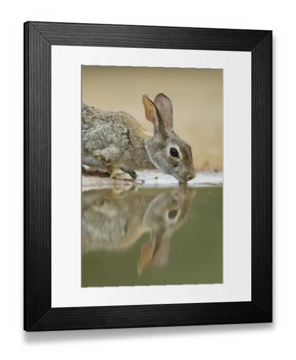 Framed Print : Eastern Cottontail (Sylvilagus floridanus) adult, drinking at pool, South Texas, U. S. A. may Framed Print : Eastern Cottontail (Sylvilagus floridanus) adult, drinking at pool, South Texas, U. S. A. may
