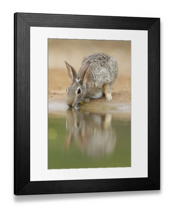 Framed Print : Eastern Cottontail (Sylvilagus floridanus) adult, drinking at pool, South Texas, U. S. A. may Framed Print : Eastern Cottontail (Sylvilagus floridanus) adult, drinking at pool, South Texas, U. S. A. may