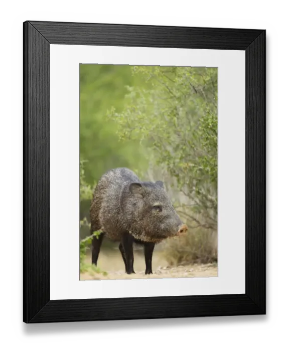 Framed Print : Collared Peccary (Pecari tajacu) adult, standing, South Texas, U. S. A. may Framed Print : Collared Peccary (Pecari tajacu) adult, standing, South Texas, U. S. A. may
