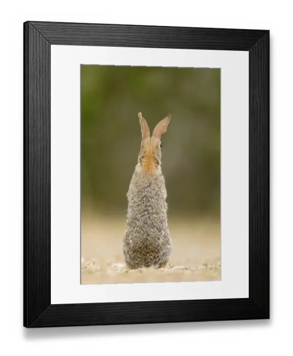 Framed Print : Eastern Cottontail (Sylvilagus floridanus) adult, alert, standing on hind legs, rear view, South Texas, U. S. A. may Framed Print : Eastern Cottontail (Sylvilagus floridanus) adult, alert, standing on hind legs, rear view, South Texas, U. S. A. may