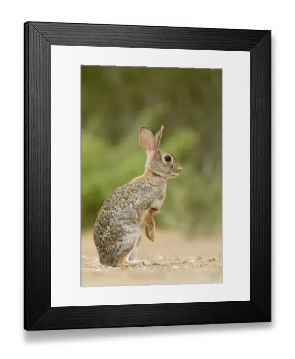 Framed Print : Eastern Cottontail (Sylvilagus floridanus) adult, alert, standing on hind legs, South Texas, U. S. A. may