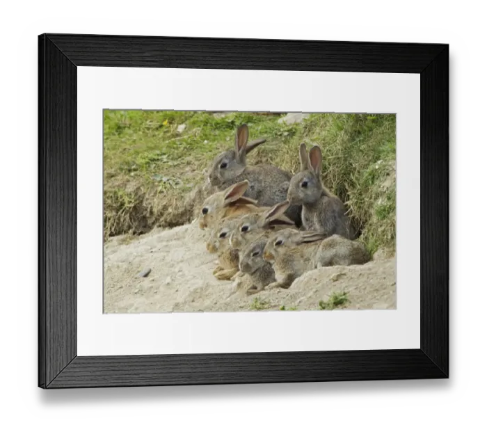 Framed Print : European Rabbit (Oryctolagus cuniculus) seven juveniles, resting at burrow entrance, Fetlar, Shetland Islands Framed Print : European Rabbit (Oryctolagus cuniculus) seven juveniles, resting at burrow entrance, Fetlar, Shetland Islands