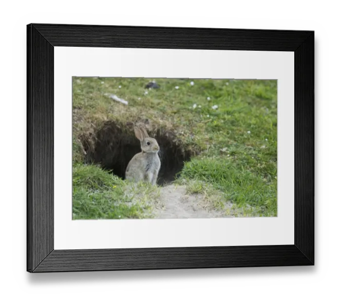 Framed Print : European Rabbit (Oryctolagus cuniculus) juvenile, sitting at burrow entrance, Unst, Shetland Islands, Scotland, June Framed Print : European Rabbit (Oryctolagus cuniculus) juvenile, sitting at burrow entrance, Unst, Shetland Islands, Scotland, June