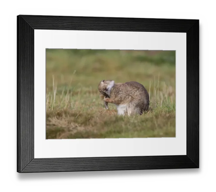 Framed Print : European Rabbit (Oryctolagus cuniculus) adult, grooming ears, Minsmere RSPB Reserve, Suffolk, England, October Framed Print : European Rabbit (Oryctolagus cuniculus) adult, grooming ears, Minsmere RSPB Reserve, Suffolk, England, October