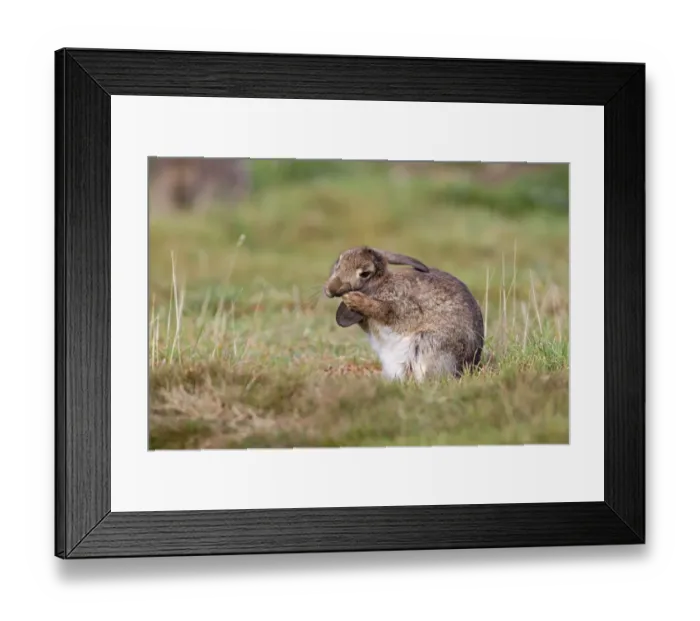Framed Print : European Rabbit (Oryctolagus cuniculus) adult, grooming ears, Minsmere RSPB Reserve, Suffolk, England, October Framed Print : European Rabbit (Oryctolagus cuniculus) adult, grooming ears, Minsmere RSPB Reserve, Suffolk, England, October