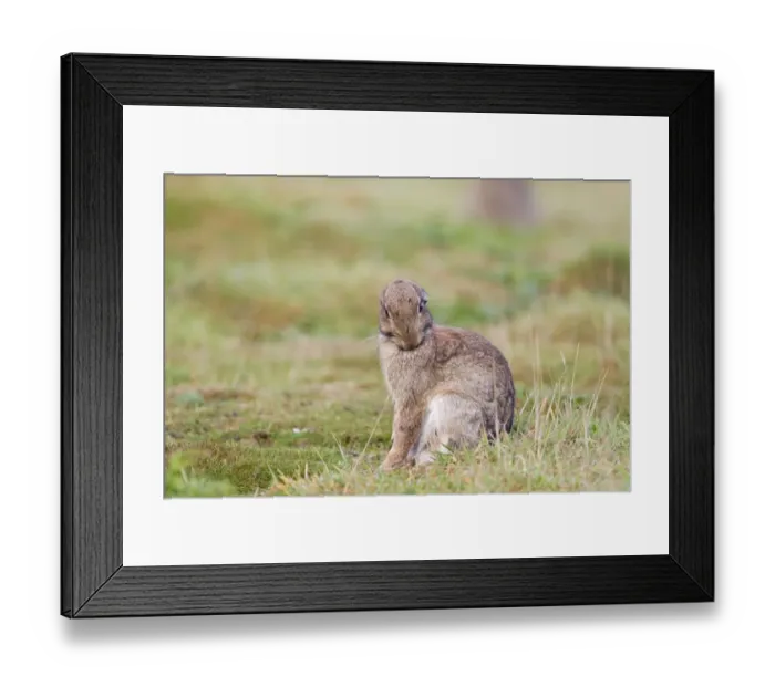 Framed Print : European Rabbit (Oryctolagus cuniculus) adult, grooming, Minsmere RSPB Reserve, Suffolk, England, October Framed Print : European Rabbit (Oryctolagus cuniculus) adult, grooming, Minsmere RSPB Reserve, Suffolk, England, October