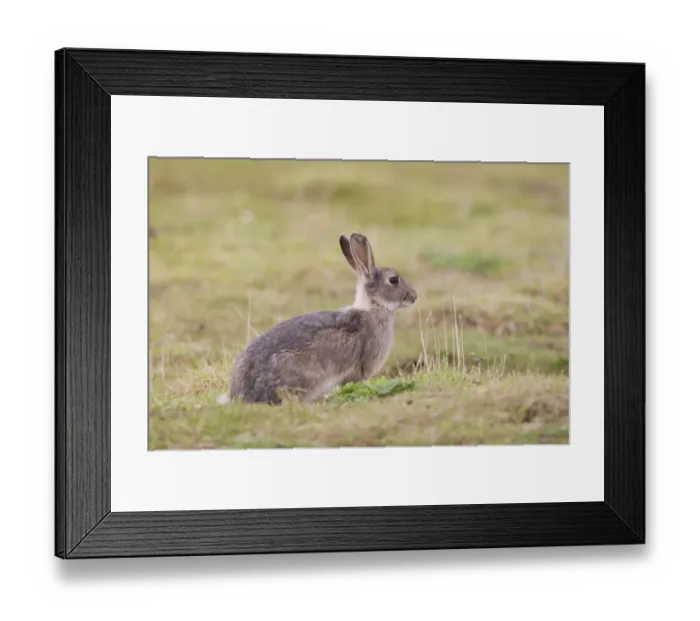 Framed Print : European Rabbit (Oryctolagus cuniculus) adult, with grey colouration, sitting on grassland, Minsmere RSPB Reserve Framed Print : European Rabbit (Oryctolagus cuniculus) adult, with grey colouration, sitting on grassland, Minsmere RSPB Reserve