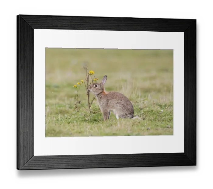 Framed Print : European Rabbit (Oryctolagus cuniculus) adult, scent marking by rubbing chin on Common Ragwort (Senecio jacobaea) Framed Print : European Rabbit (Oryctolagus cuniculus) adult, scent marking by rubbing chin on Common Ragwort (Senecio jacobaea)