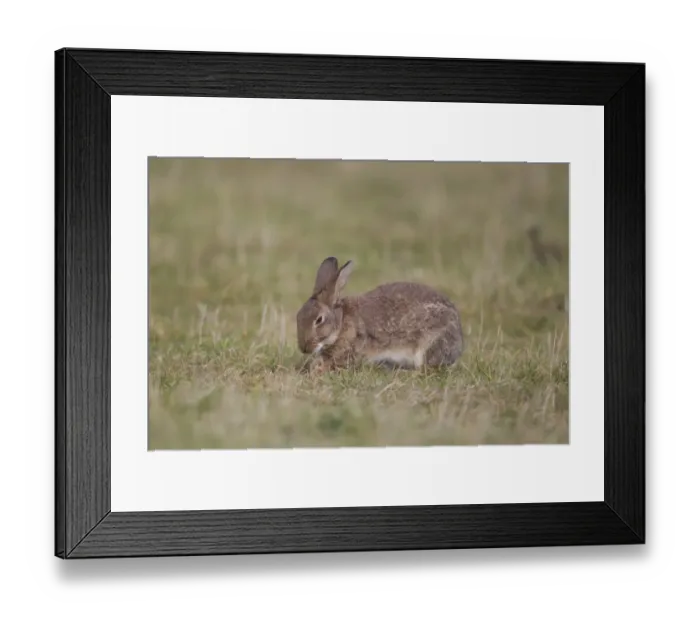Framed Print : European Rabbit (Oryctolagus cuniculus) adult, digging to expose grass roots to feed on, Minsmere RSPB Reserve Framed Print : European Rabbit (Oryctolagus cuniculus) adult, digging to expose grass roots to feed on, Minsmere RSPB Reserve