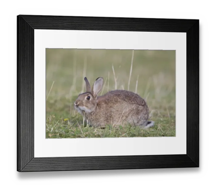 Framed Print : European Rabbit (Oryctolagus cuniculus) adult, scent marking by rubbing chin on grass, Minsmere RSPB Reserve, Suffolk Framed Print : European Rabbit (Oryctolagus cuniculus) adult, scent marking by rubbing chin on grass, Minsmere RSPB Reserve, Suffolk