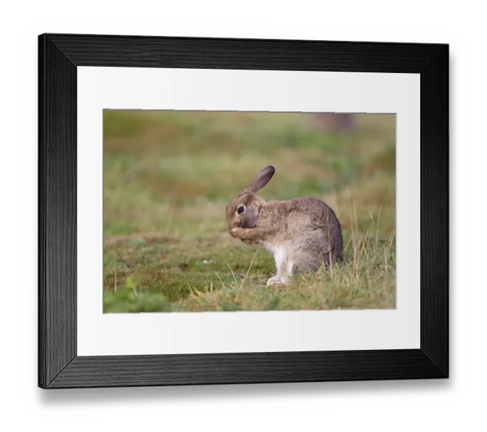 Framed Print : European Rabbit (Oryctolagus cuniculus) adult, grooming ears, Minsmere RSPB Reserve, Suffolk, England, October Framed Print : European Rabbit (Oryctolagus cuniculus) adult, grooming ears, Minsmere RSPB Reserve, Suffolk, England, October