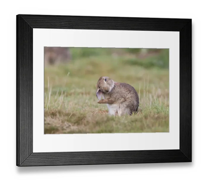 Framed Print : European Rabbit (Oryctolagus cuniculus) adult, grooming ears, Minsmere RSPB Reserve, Suffolk, England, October Framed Print : European Rabbit (Oryctolagus cuniculus) adult, grooming ears, Minsmere RSPB Reserve, Suffolk, England, October