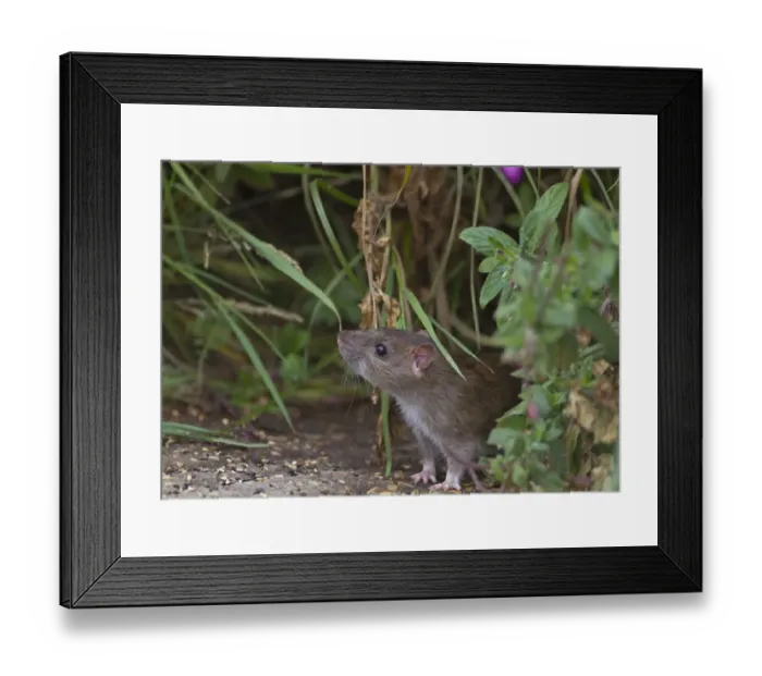 Framed Print : Brown Rat (Rattus norvegicus) adult, sniffing air, Norfolk, England, august Framed Print : Brown Rat (Rattus norvegicus) adult, sniffing air, Norfolk, England, august